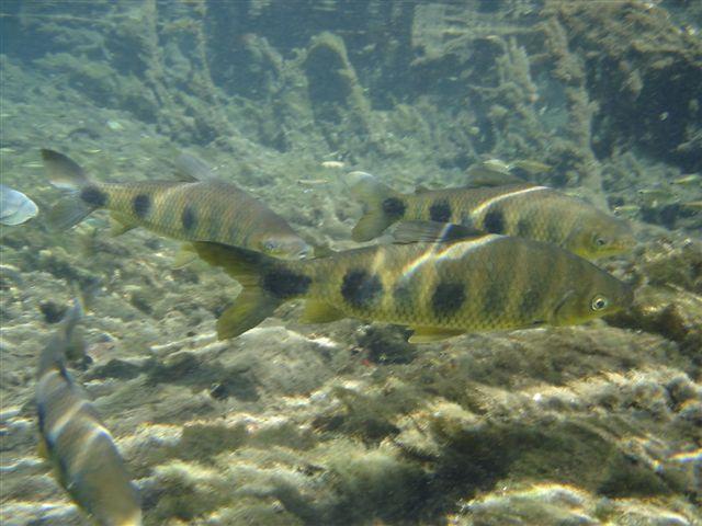 FOTOS 028.jpg